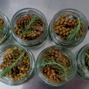 Dulliker Pinien Knospen